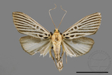 ǦW:Tyspanodes hypsalis