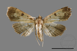 ǦW:Ceratarcha umbrosa