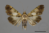 ǦW:Teliphasa albifusa