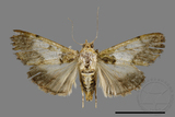 ǦW:Teliphasa albifusa