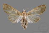 ǦW:Cirrhochrista spissalis