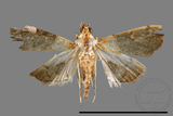 ئW:ŲwCrambidae