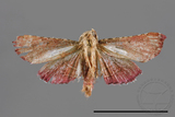 ǦW:Pyralinae sp.