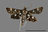 ǦW:Bocchoris inspersalis