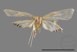 ǦW:Eoophyla conjunctalis