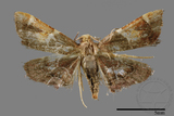 ǦW:Pyralinae sp.