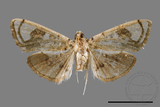 ǦW:Pycnarmon pantherata