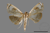 ǦW:Pycnarmon pantherata