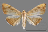 ǦW:Hyalobathra coenostolalis