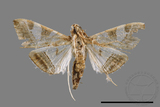 ǦW:Glyphodes itysalis