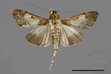 ǦW:Teliphasa albifusa