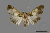 ǦW:Teliphasa albifusa