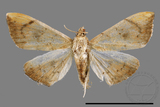 ǦW:Hyalobathra coenostolalis