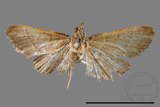 ئW:ŲwCrambidae