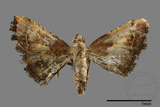 ǦW:Pyralinae sp.