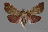 ǦW:Pyralinae sp.