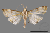 ǦW:Talanga sexpunctalis