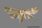 ǦW:Pleuroptya quadrimaculalis