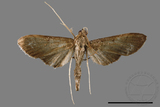 ئW:ŲwCrambidae