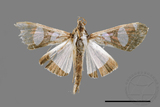 ǦW:Glyphodes actorionalis