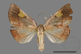 ǦW:Orybina flaviplaga