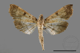 ǦW:Ceratarcha umbrosa