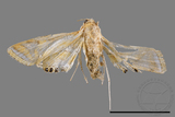 ǦW:Eoophyla conjunctalis