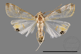 ǦW:Talanga sexpunctalis