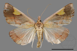 ǦW:Orybina flaviplaga