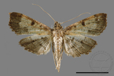 ǦW:Ceratarcha umbrosa