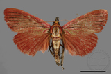 ǦW:Arctioblepsis rubida