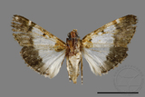 ǦW:Teliphasa albifusa