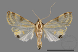 ǦW:Talanga sexpunctalis