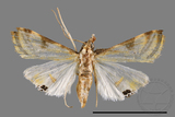 ǦW:Talanga sexpunctalis