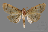 ئW:ŲwCrambidae