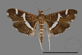 ǦW:Hymenia perspectalis