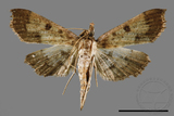 ǦW:Ceratarcha umbrosa