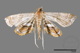 ǦW:Paracymoriza cataclystalis