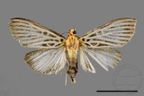 ǦW:Tyspanodes hypsalis