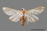 ǦW:Cirrhochrista spissalis