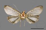 ǦW:Tyspanodes hypsalis