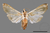 ǦW:Cirrhochrista spissalis