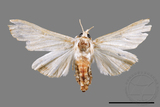 ǦW:Cirrhochrista spissalis