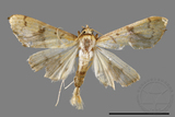 ئW:ŲwCrambidae