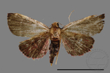 ǦW:Pyralinae sp.