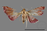 ǦW:Pyralinae sp.