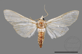 ǦW:Cirrhochrista spissalis