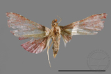 ǦW:Pyralinae sp.