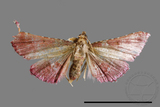 ǦW:Pyralinae sp.