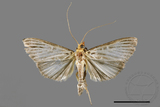 ǦW:Tyspanodes hypsalis